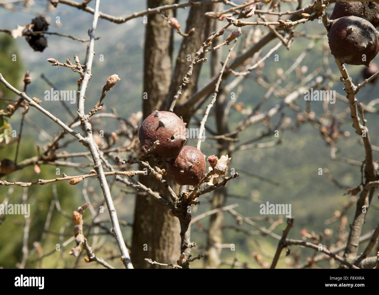 Gall Eiche, Aleppo-Eiche, Quercus Infectoria, im zeitigen Frühjahr, Lesbos, Griechenland Stockfoto