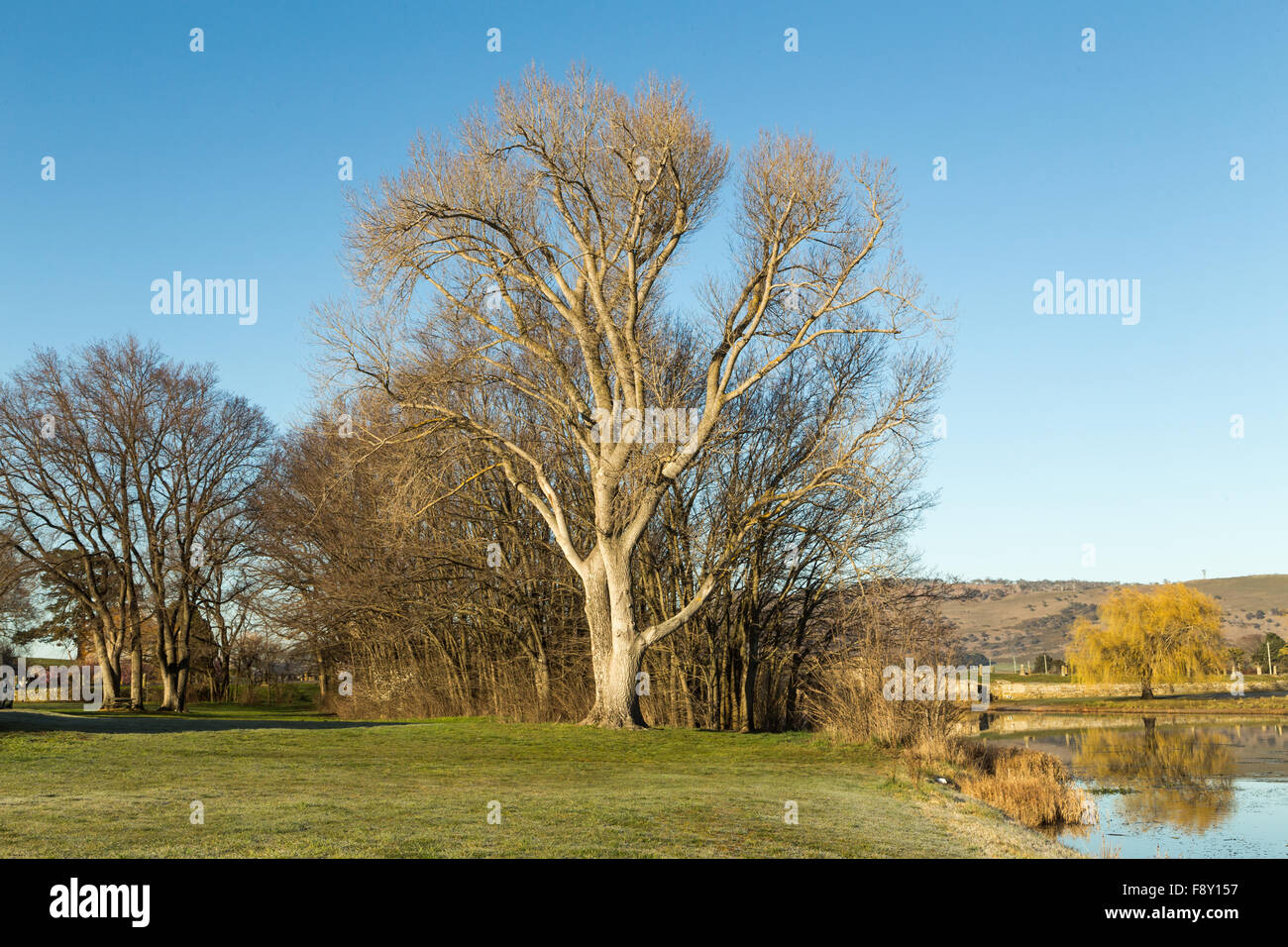 Baum am Fluss-Ufer in den frühen Morgenstunden Stockfoto