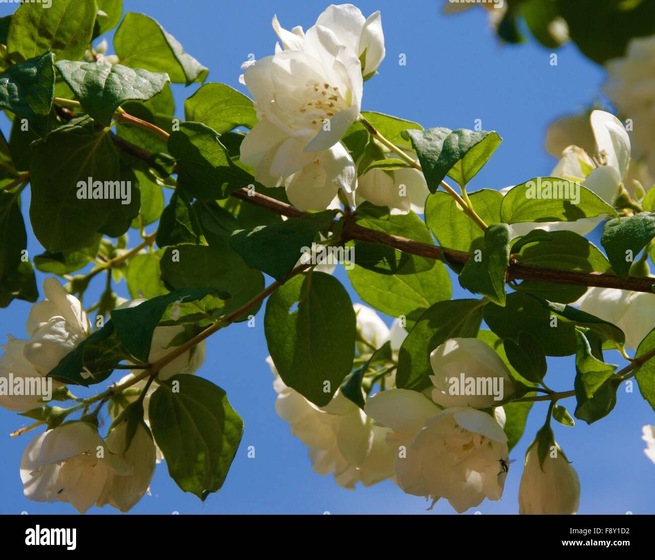 Bower weiße Blumen Stockfoto