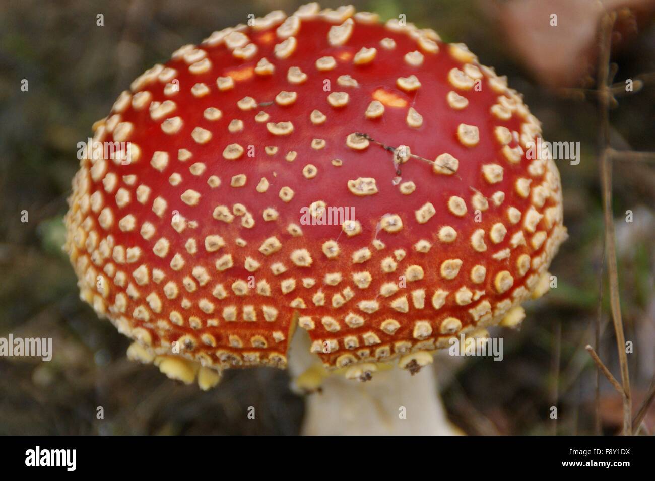 Scharlachrote Fliegenpilz Stockfoto