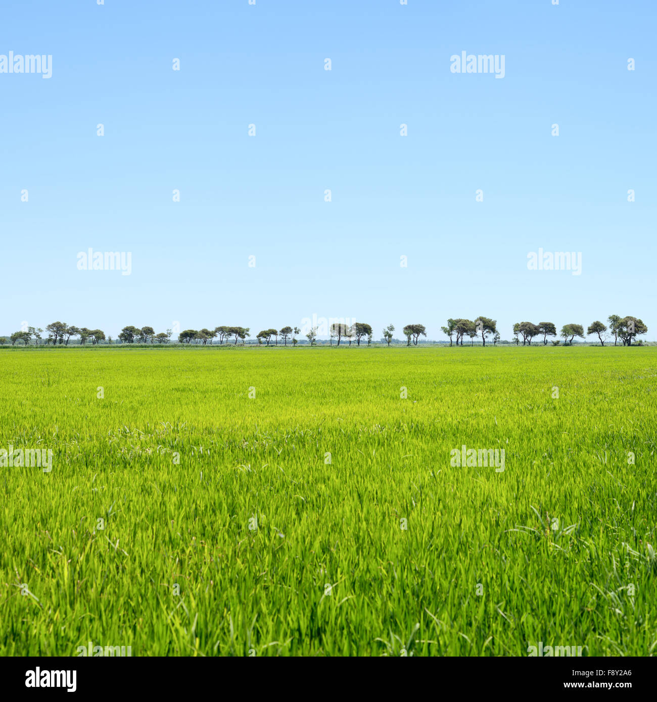 Bäume in einer Zeile und grünen Bereich. Camargue-Rhone Park, Provence, Frankreich Stockfoto