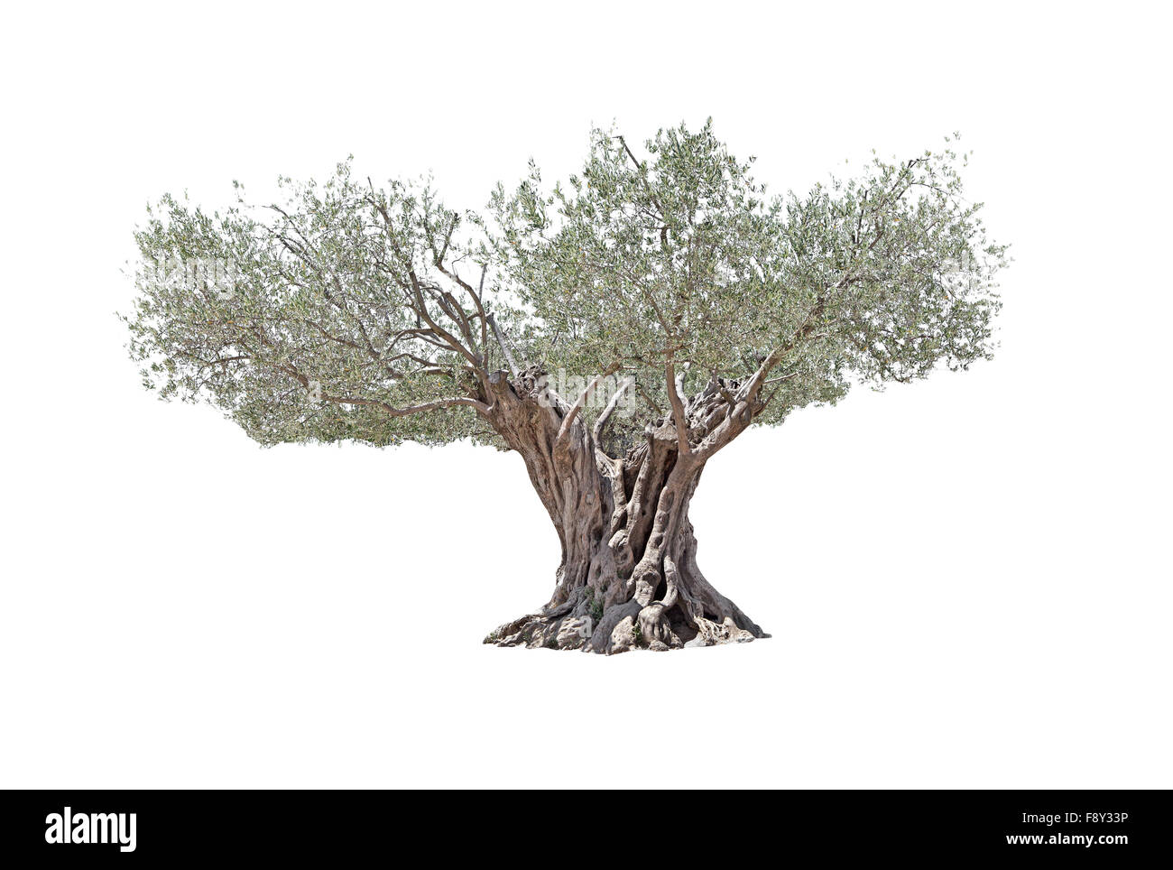 Weltlichen Olive Tree mit großen und strukturierte Stamm auf weißem Hintergrund. Stockfoto