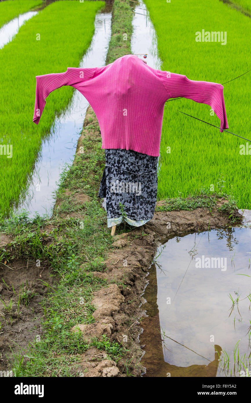 Vogelscheuche im Reisfeld, Thailand Stockfoto