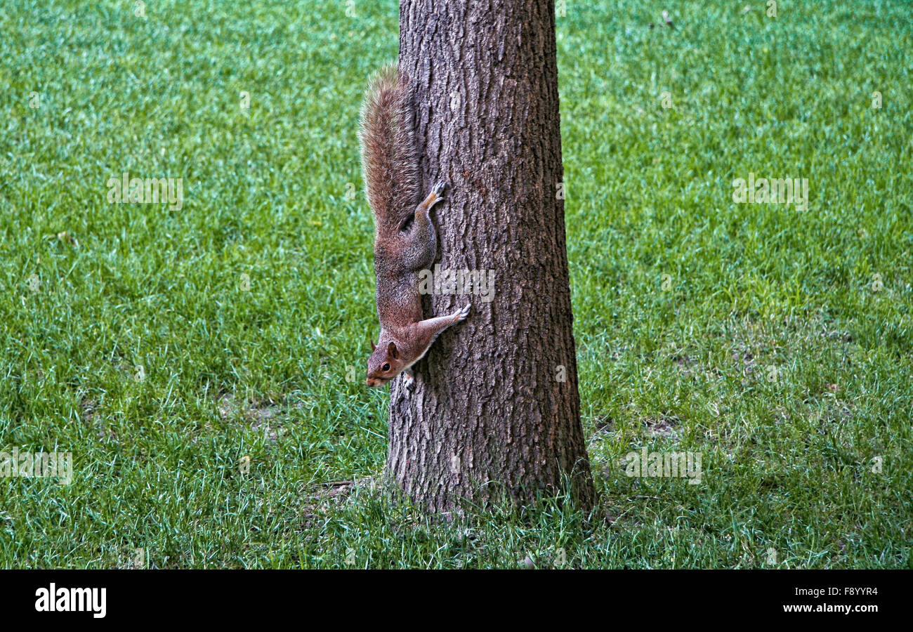 Wirklich niedliche Eichhörnchen im Central Park, New York, Vereinigte Staaten Stockfoto