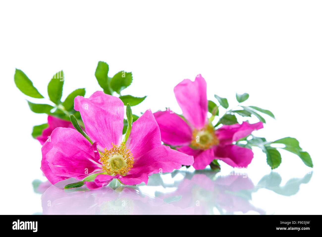 Blume blüht Wild Rose Stockfoto