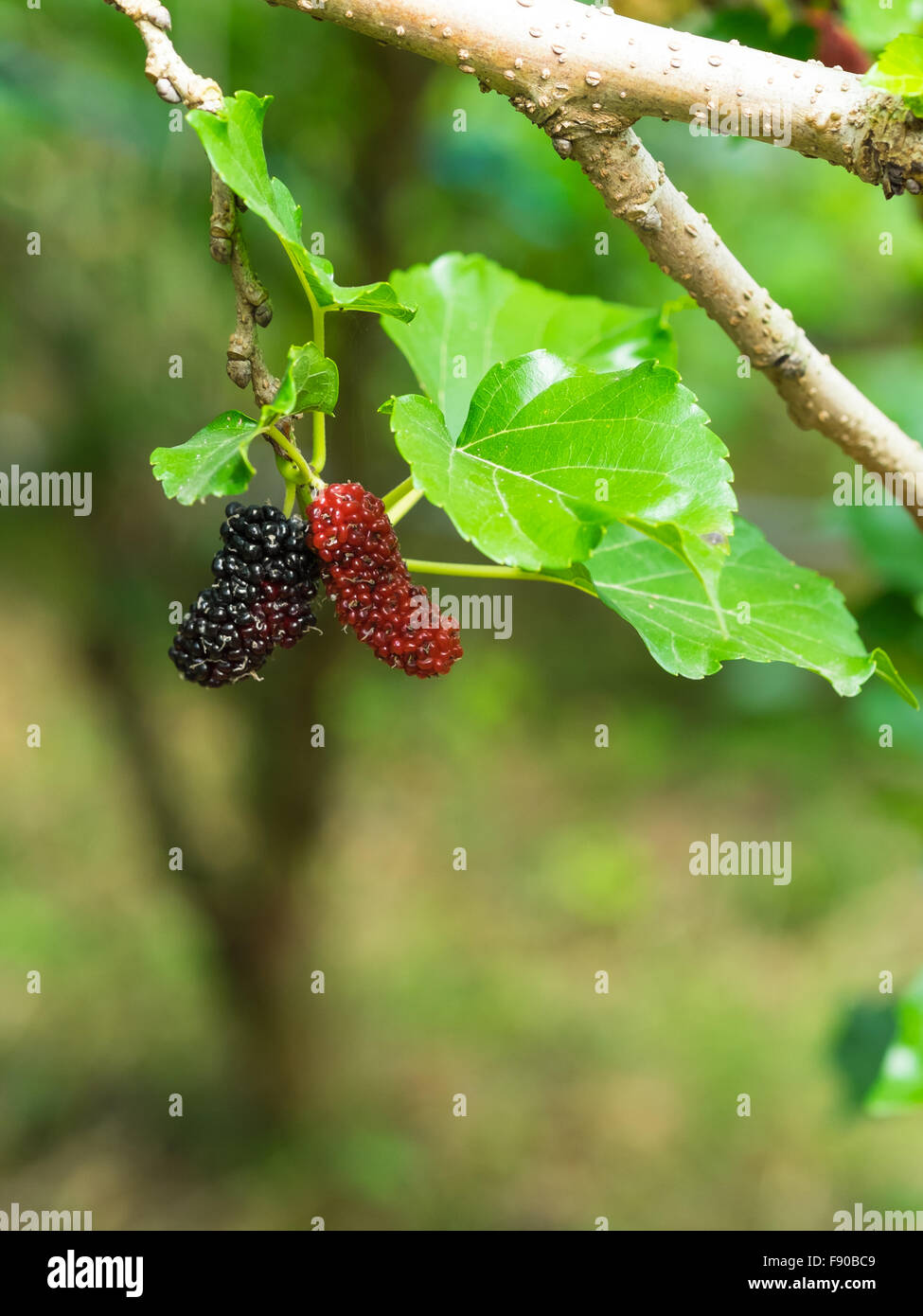 Frische reife Maulbeere Beeren auf Baum Stockfoto