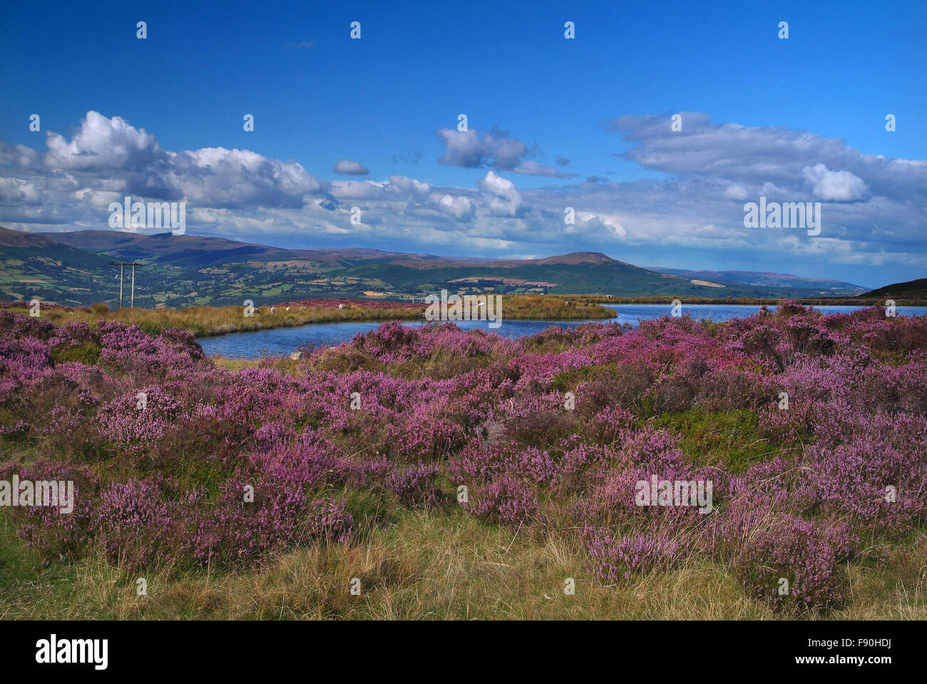 Heather in der Nähe von Pen-y-Garreg, South Wales Stockfoto