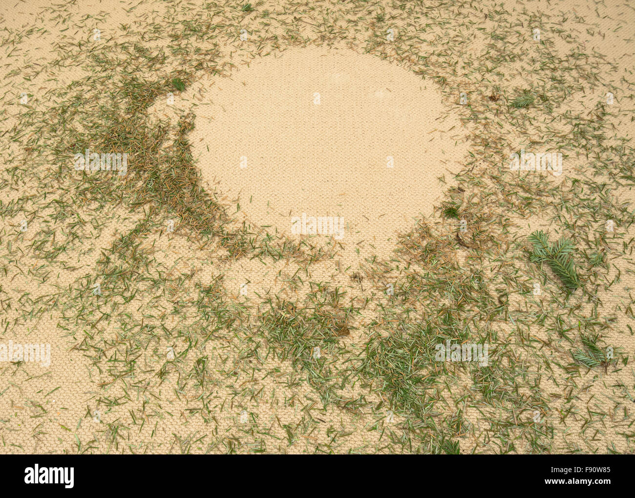 Tiefe Taille Nadeln nach Abbau der Weihnachtsbaum Stockfoto