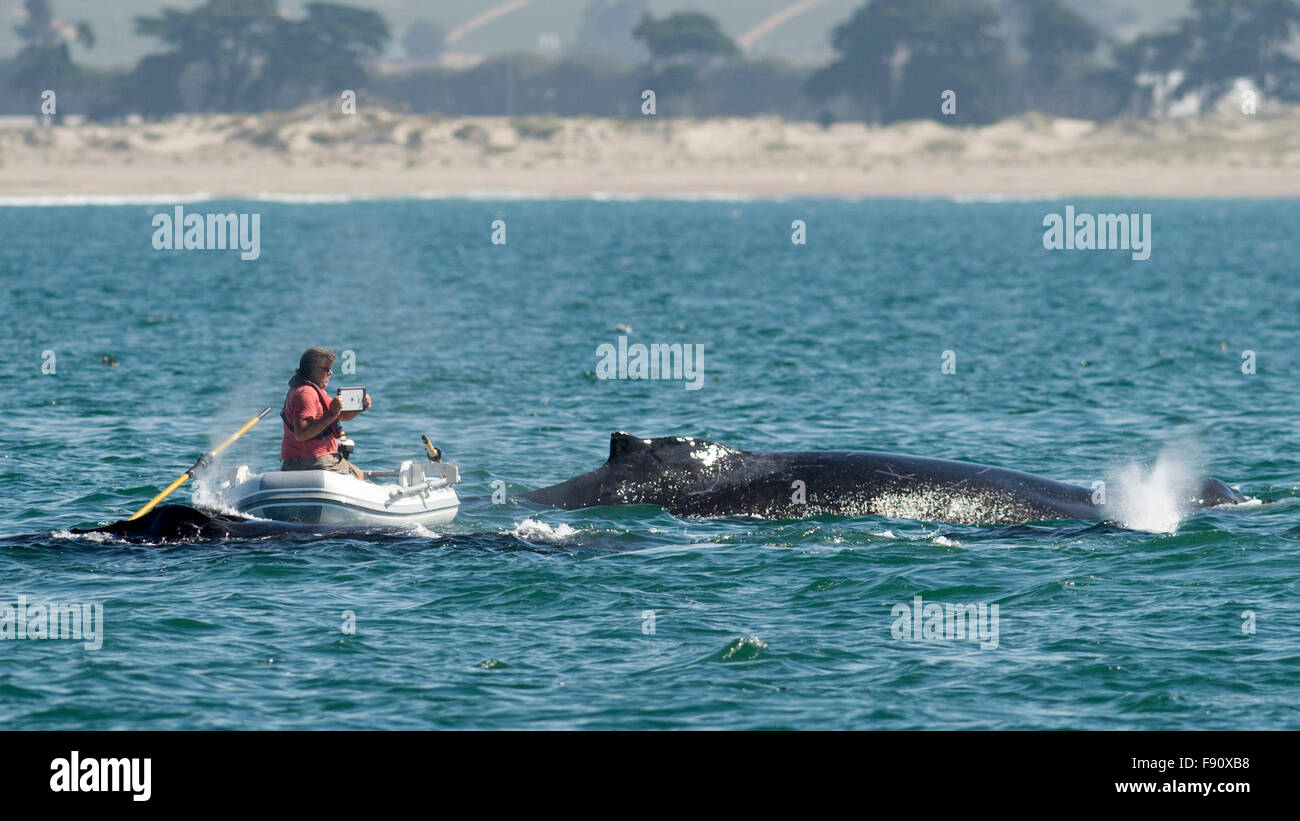 Monterey, USA. 12. Dezember 2015. Ein Besucher nimmt Fotos eines Wals in Monterey, Kalifornien, den Vereinigten Staaten am 12. Dezember 2015. Kalifornien ist einer der wenigen Orte auf der Welt können die Besucher das ganze Jahr über Wale sehen, wobei Monterey ist der beste Ort, um Wale zu beobachten. Monterey Submarine Canyon bietet einen idealen Lebensraum für viele Walarten, so dass sie kommen nah an Ufer zu füttern. Bildnachweis: Yang Lei/Xinhua/Alamy Live-Nachrichten Stockfoto