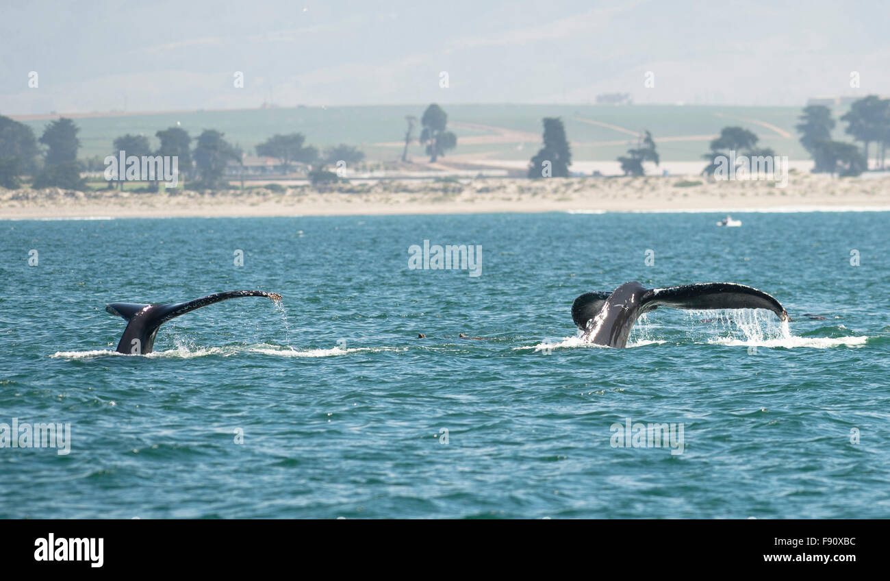 Monterey, USA. 12. Dezember 2015. Foto aufgenommen am 28. August 2015 zeigt Wale in Monterey, Kalifornien, den Vereinigten Staaten am 12. Dezember 2015. Kalifornien ist einer der wenigen Orte auf der Welt können die Besucher das ganze Jahr über Wale sehen, wobei Monterey ist der beste Ort, um Wale zu beobachten. Monterey Submarine Canyon bietet einen idealen Lebensraum für viele Walarten, so dass sie kommen nah an Ufer zu füttern. Bildnachweis: Yang Lei/Xinhua/Alamy Live-Nachrichten Stockfoto