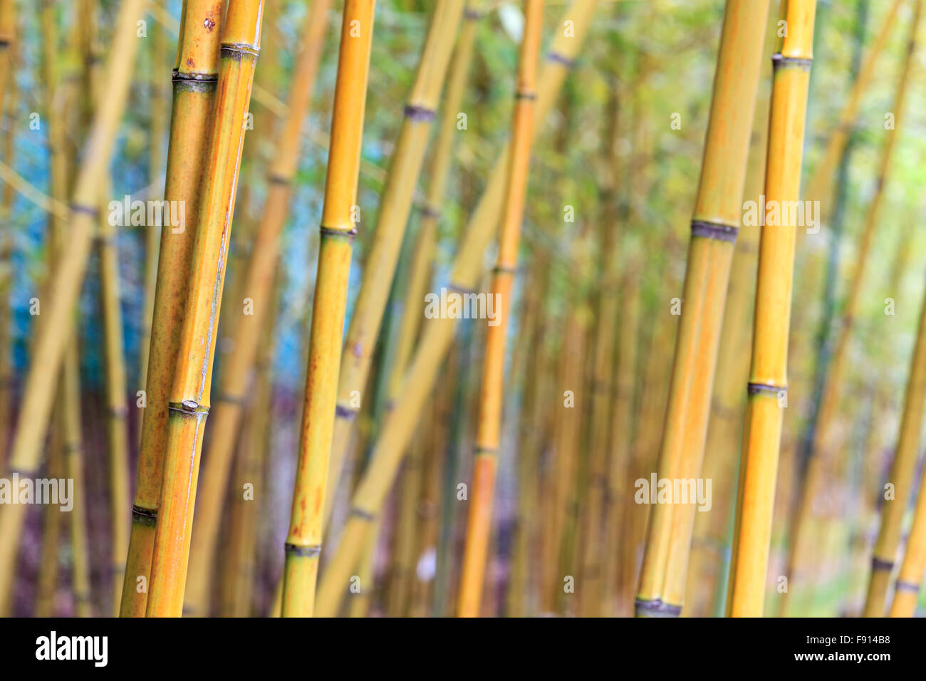 Die Asian Bamboo Forest mit Morgensonne. Stockfoto