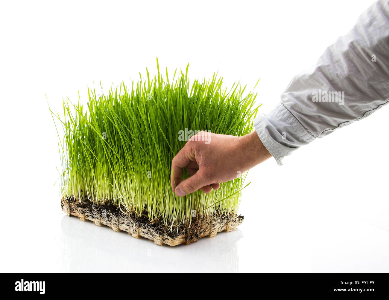 Mann nimmt Homegrown Weizengras auf weißem Hintergrund Stockfoto
