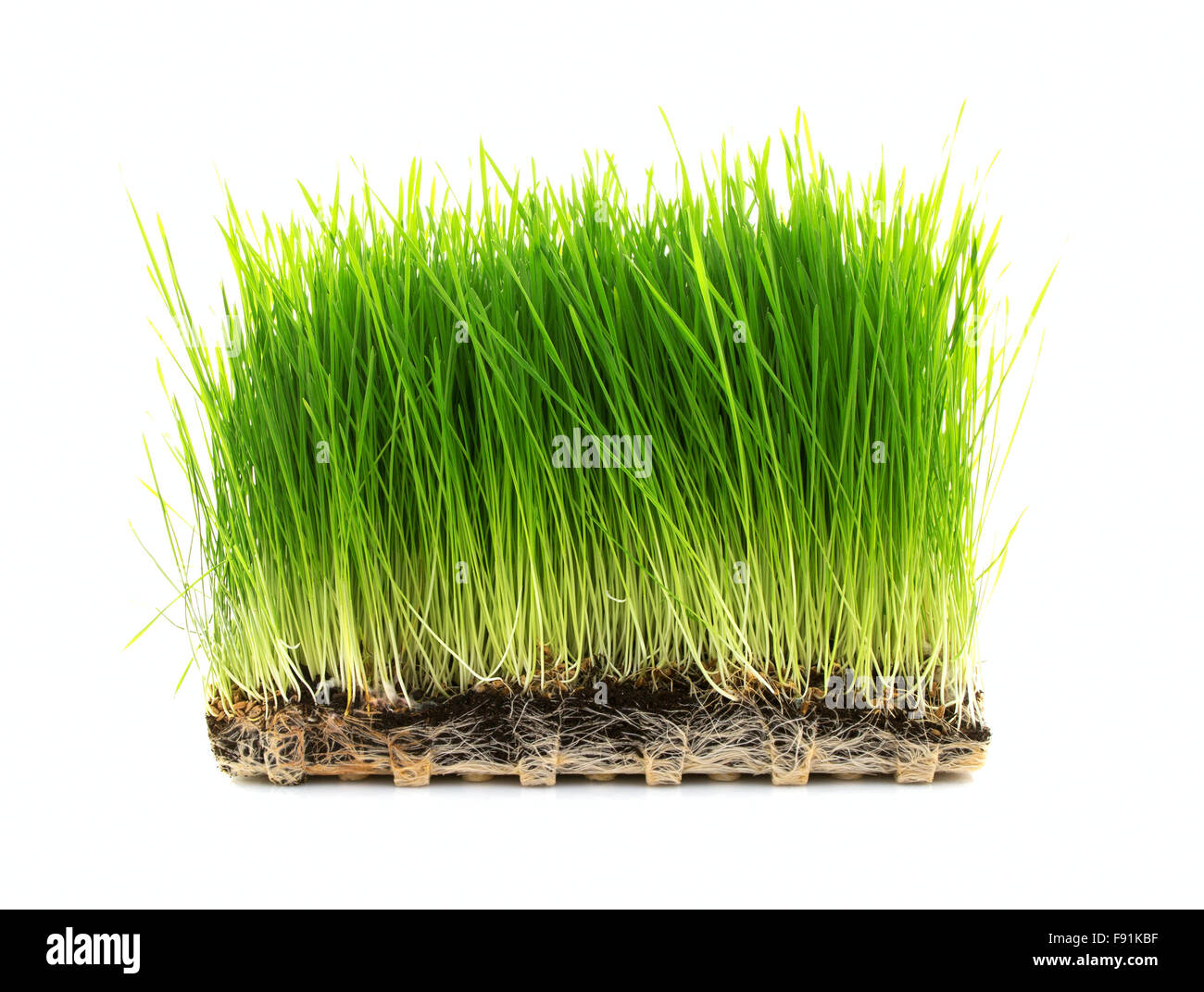 Nahrhafte Tablett von Homegrown Weizengras auf weißem Hintergrund Stockfoto