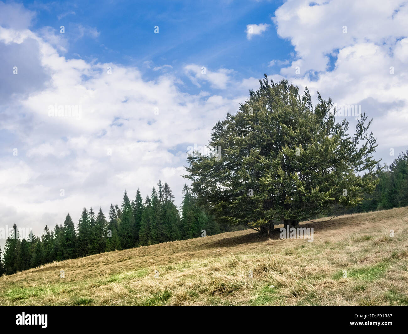 Einsamer Baum auf Hügel im Herbst. Pieniny-Gebirge, Polen. Stockfoto