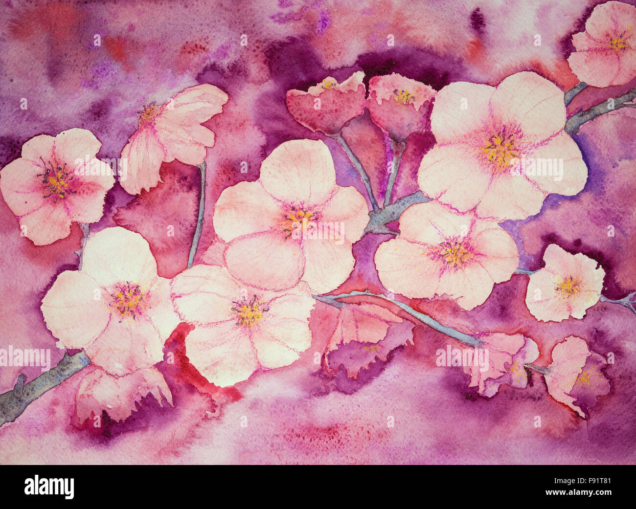 Kirschblüten in warmen Rosa Farben. Stockfoto