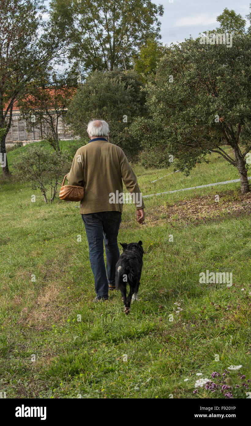 Auf der Suche nach Trüffeln mit einem Collie als Trüffelhund, bei der Trüffel-Farm in Pechalifour, Dordogne. Stockfoto