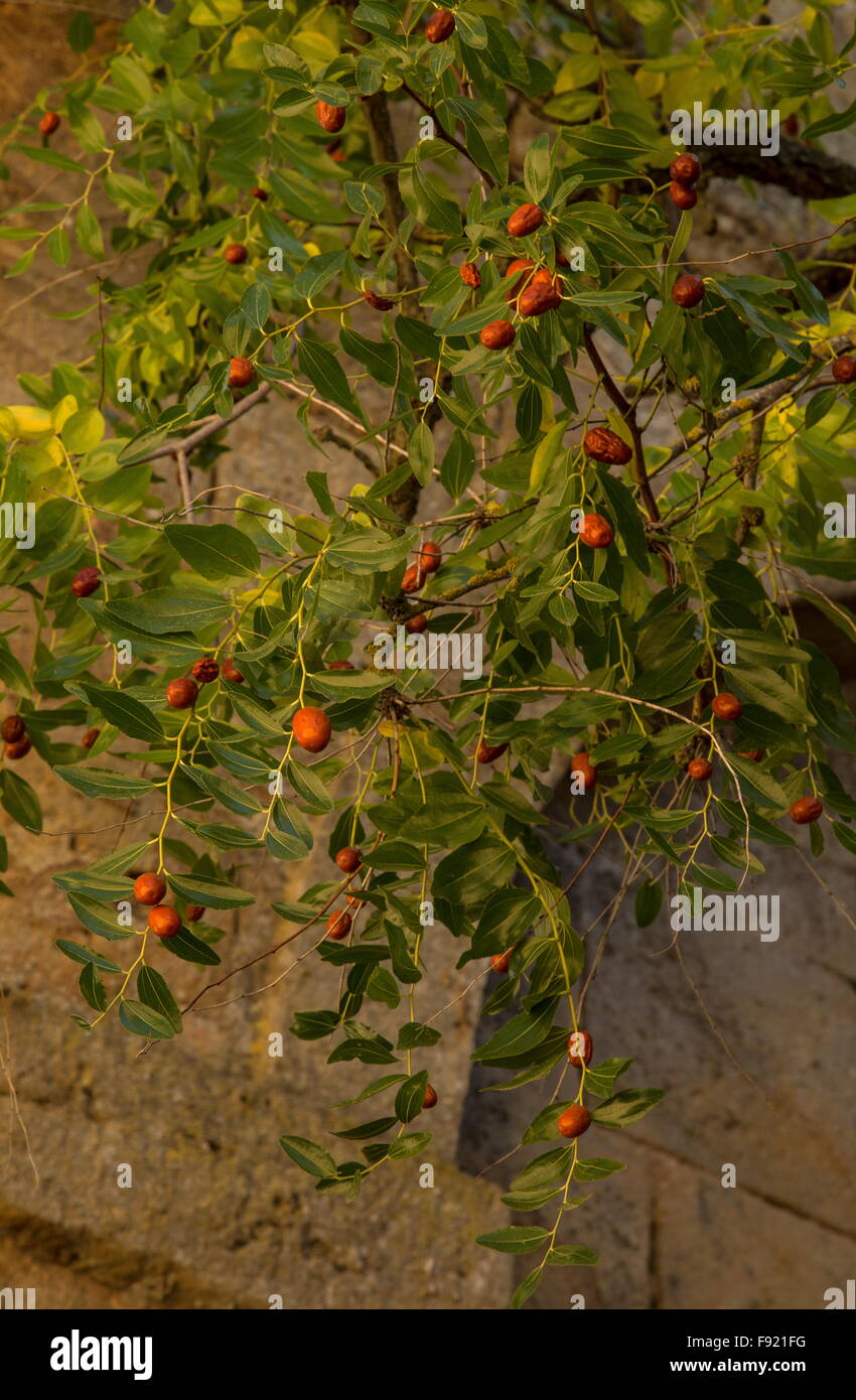 Jujube Früchte, Ziziphus Jujuba, auf dem Baum; Herbst. Stockfoto