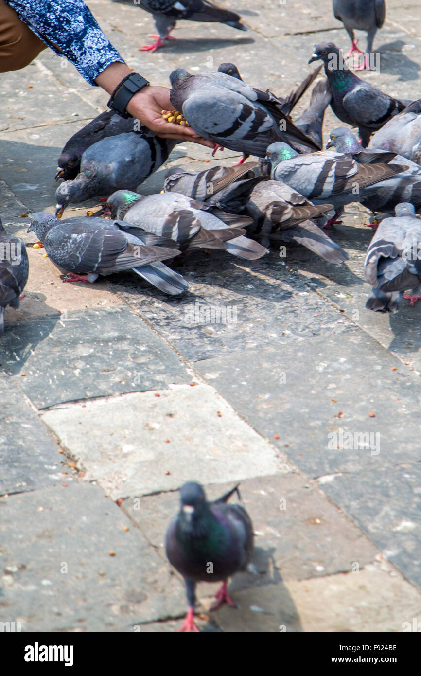 Tauben auf der Straße in Mumbai, Indien Stockfoto