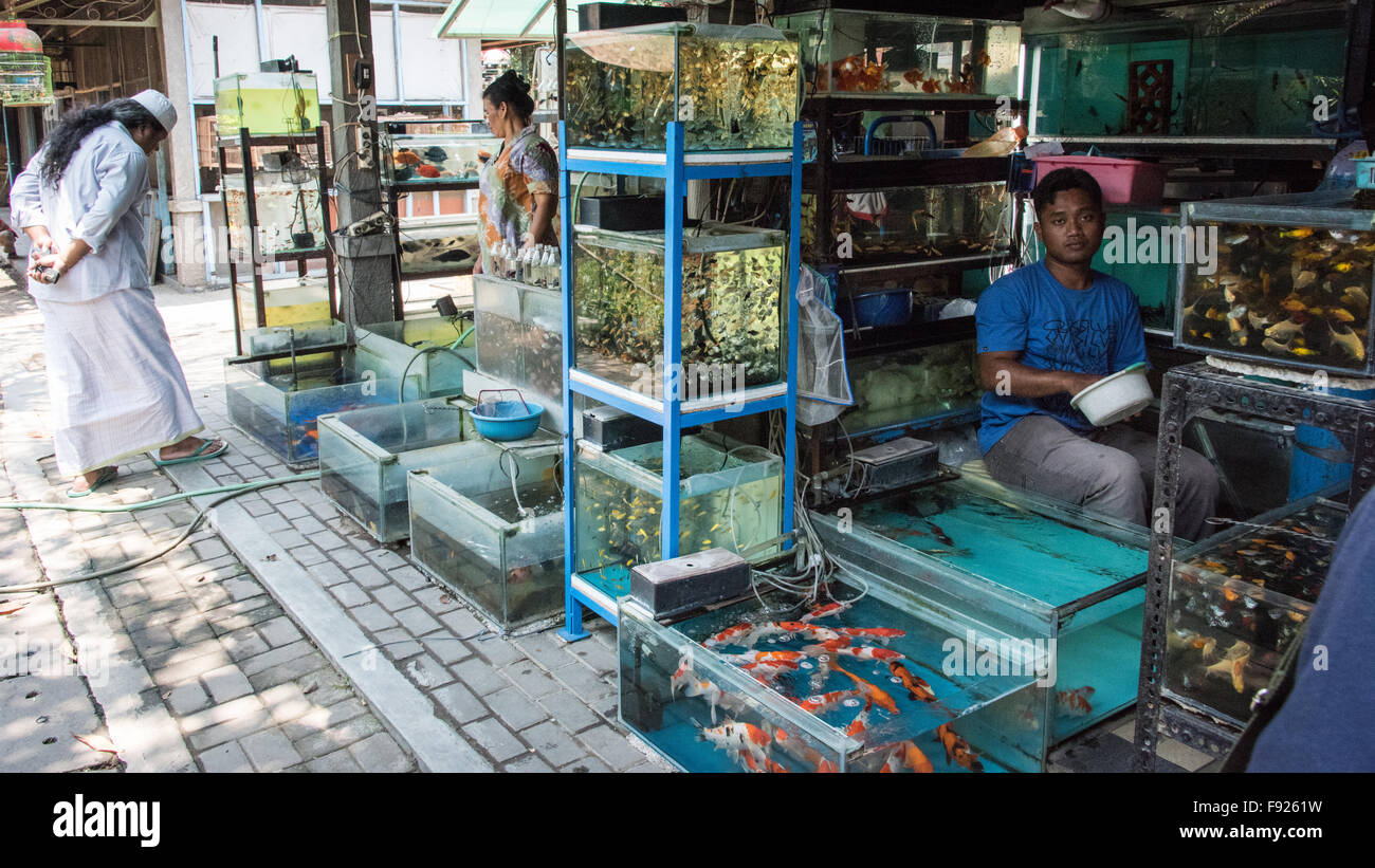 Fisch auf Verkauf, Pasar Ngasem Markt, Yogyakarta, Java, Indonesien Stockfoto