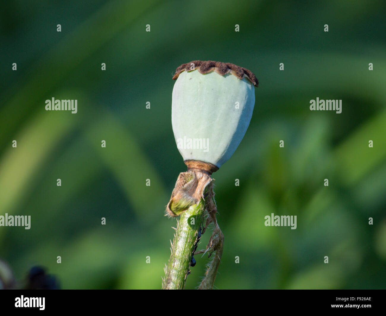 Orientalische Mohn Papaver Orientale Pavot d ' Orient Tag Blumen Samen Stockfoto