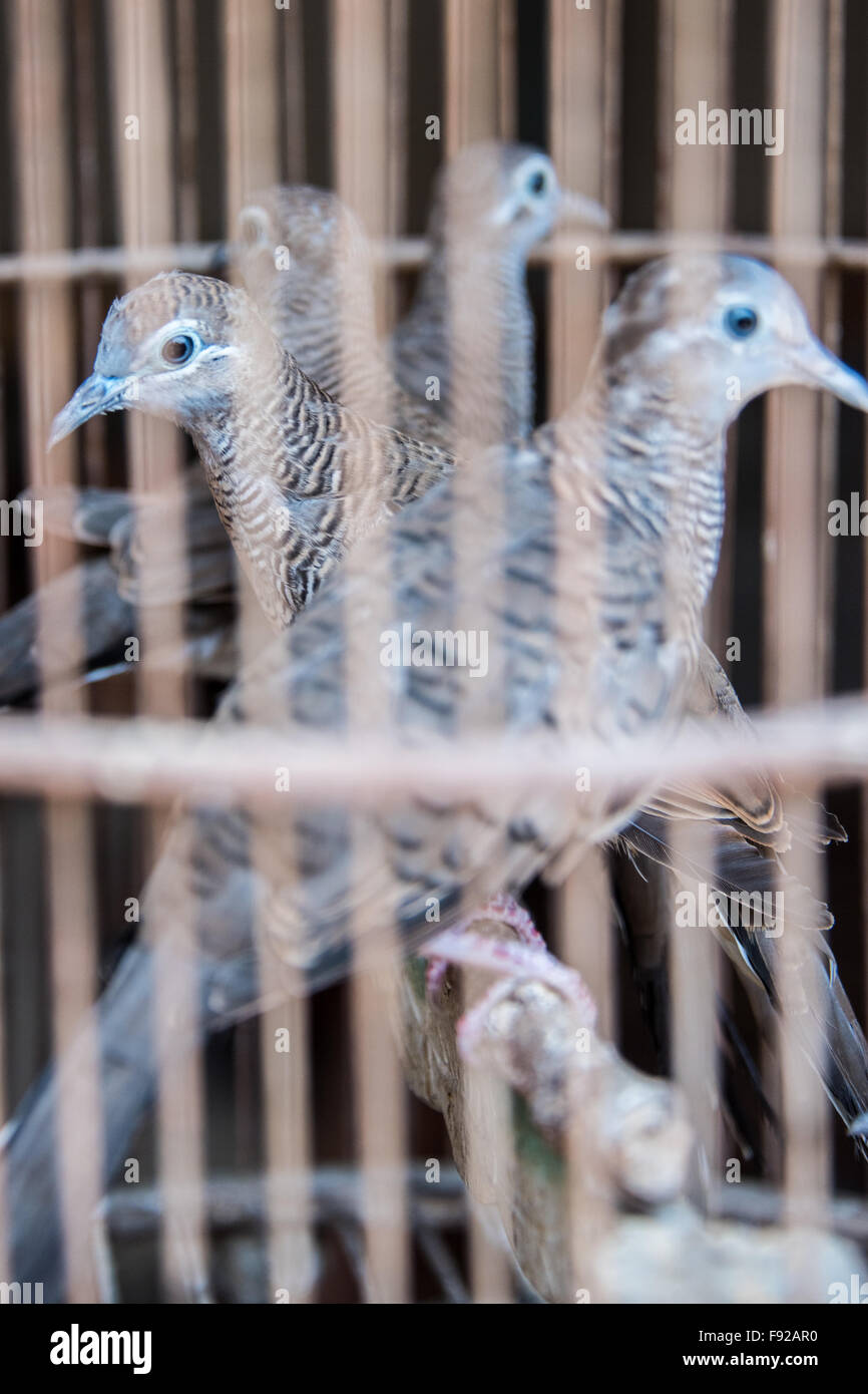 Vögel in einem Käfig, Pasar Ngasem Vogel Markt, Yogyakarta, Java, Indonesien Stockfoto