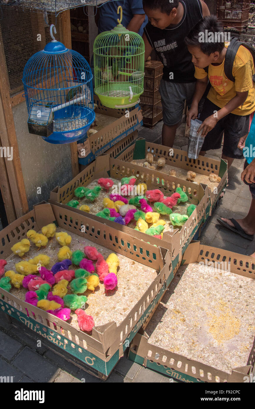 Kinder kaufen bunte Hühner, Vogelmarkt Pasar Ngasem, Yogyakarta, Java, Indonesien Stockfoto