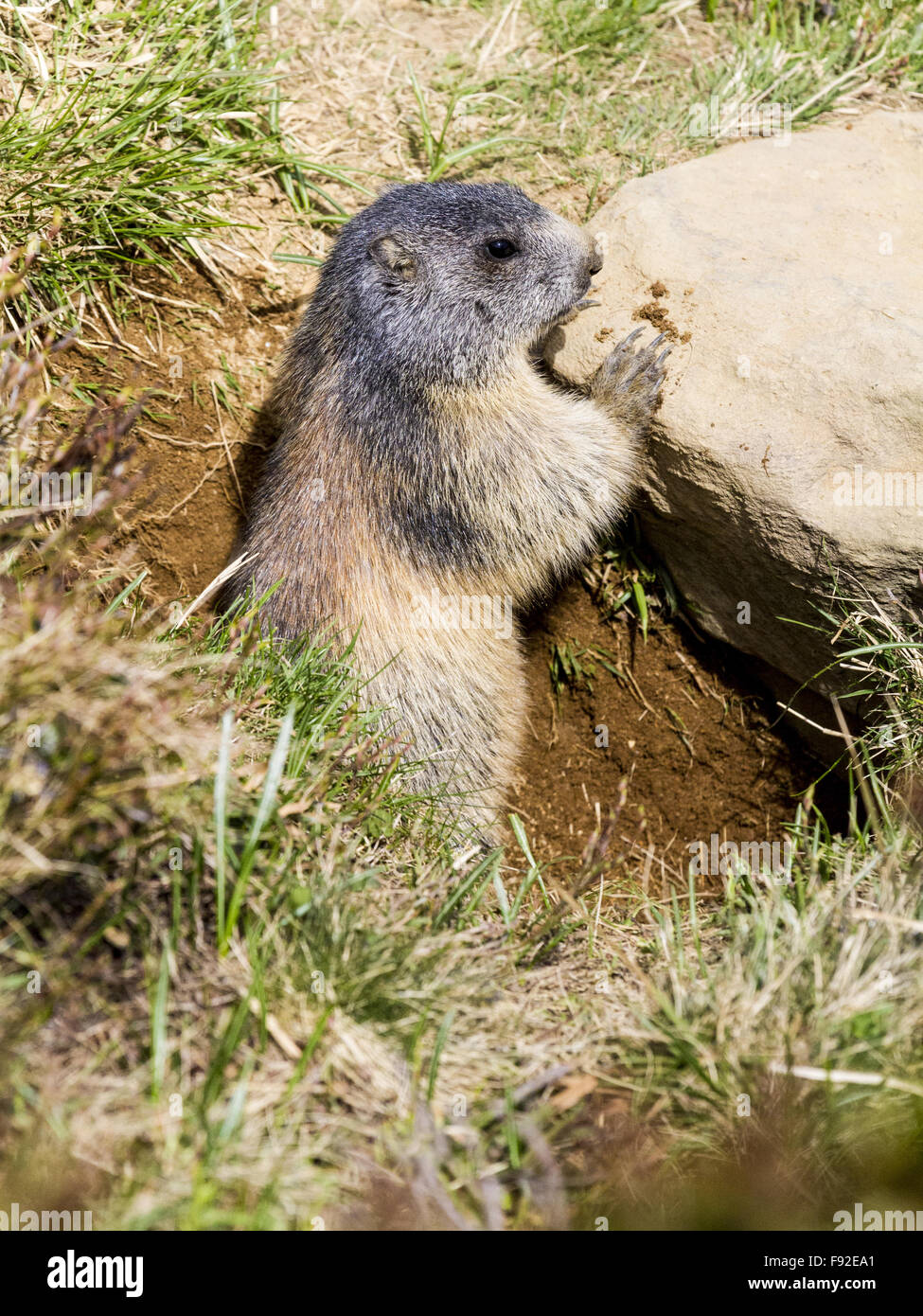 Murmeltiere sitzen am Eingang in die Höhle. Stockfoto