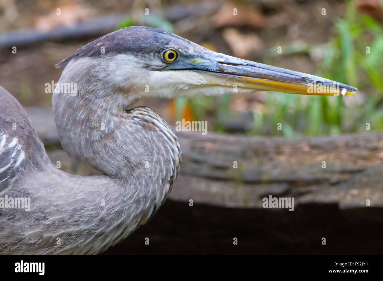 Heron mit Elritze Stockfoto