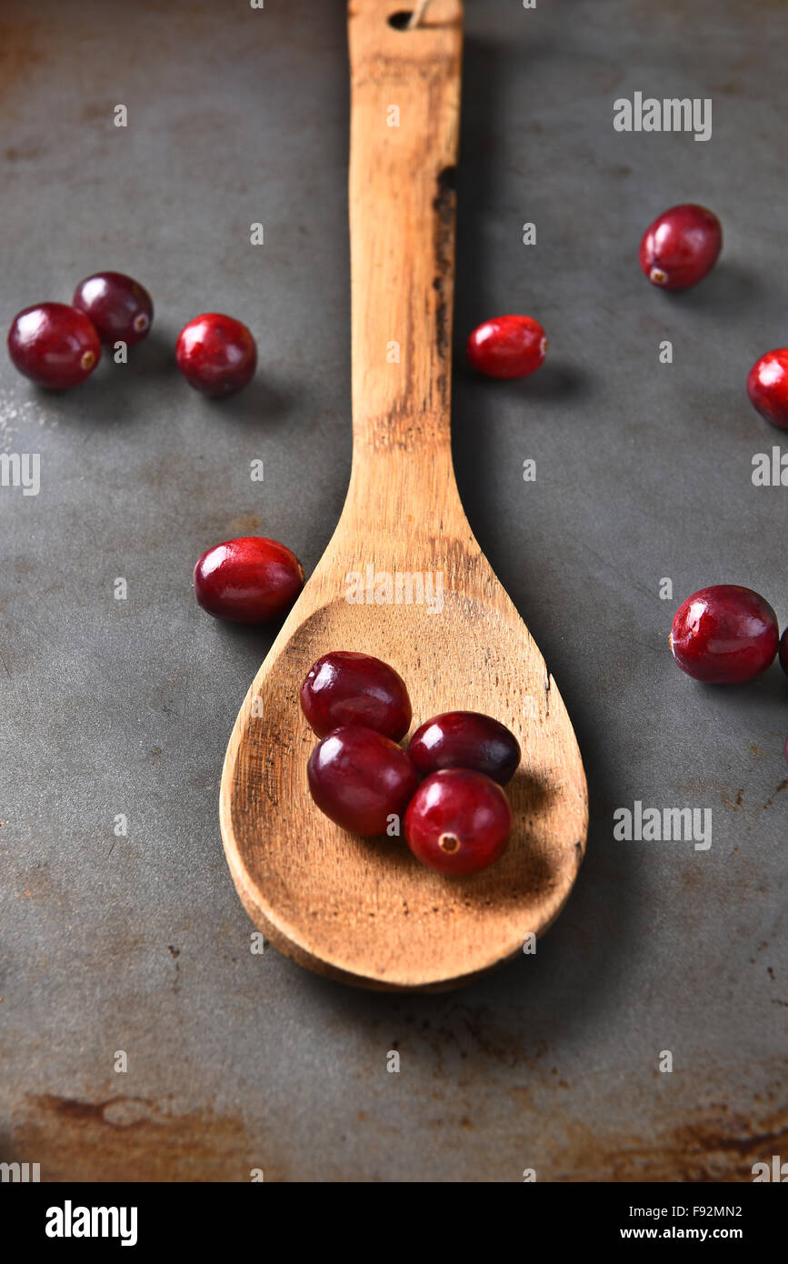 Nahaufnahme der frische ganze Cranberries auf einem Holzlöffel. Auf einem Backblech mit ein paar mehr vereinzelte Beeren Metall. Stockfoto