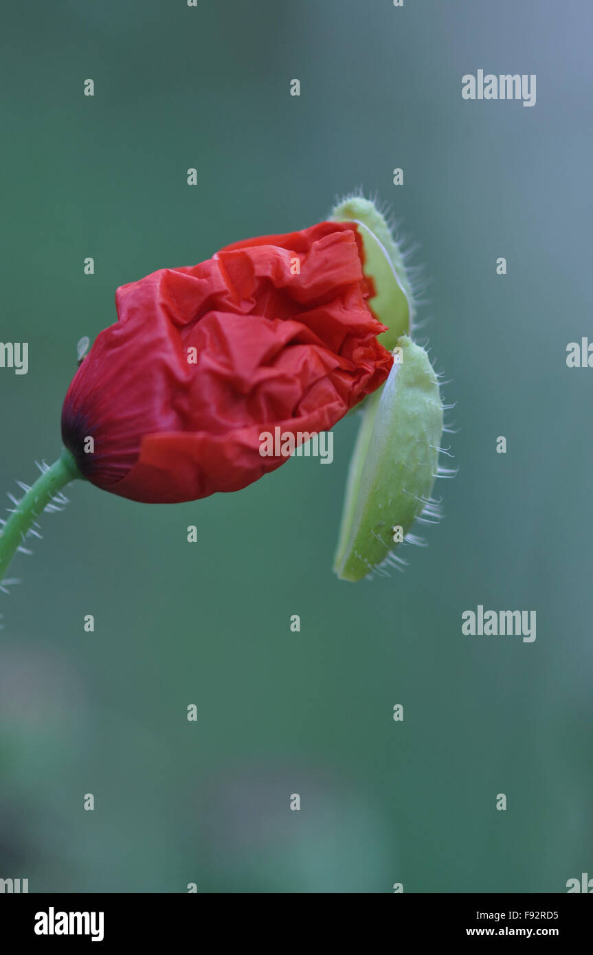 Eine schöne rote Farbe Mohn (Papaver Oideae) Knospe mit grüner Farbe Hintergrund in meinem kleinen Garten in Noida, Uttar Pradesh, Indien. Stockfoto