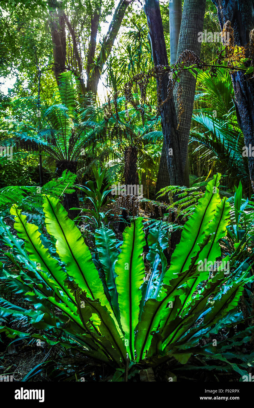 Die Fern Gully einen Regenwald-Garten in Royal Botanical Gardens, Melbourne, Australien Stockfoto