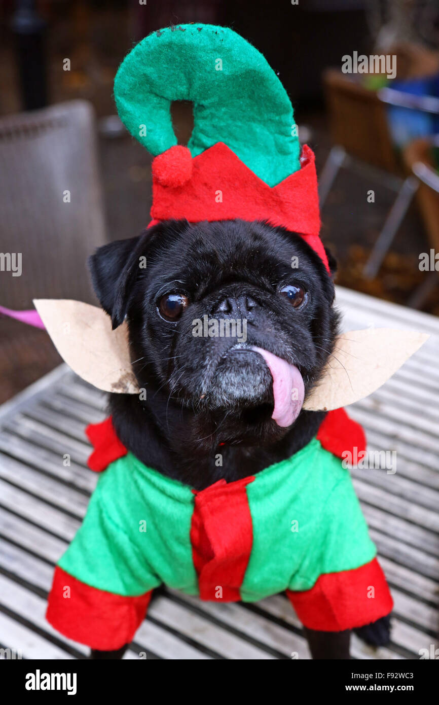London, UK. 13. Dezember 2015. Minnie die Mops liebt ihr neues Outfit der Elf bei der alle Hunde Angelegenheit Santa Paws Weihnachtsmarkt wo Hunde in ihren feinsten Xmas-Kostümen im Garden Gate Pub Iin Hampstead Heath, London verkleidet. Die Messe wird jedes Jahr von der Nächstenliebe gehostet, die Häuser für Hunde findet. Schauspielerin Michelle Collins, der Schirmherr der Nächstenliebe ist, war auch bei der Veranstaltung mit ihrem Hund Humphrey. Bildnachweis: Paul Brown/Alamy Live-Nachrichten Stockfoto