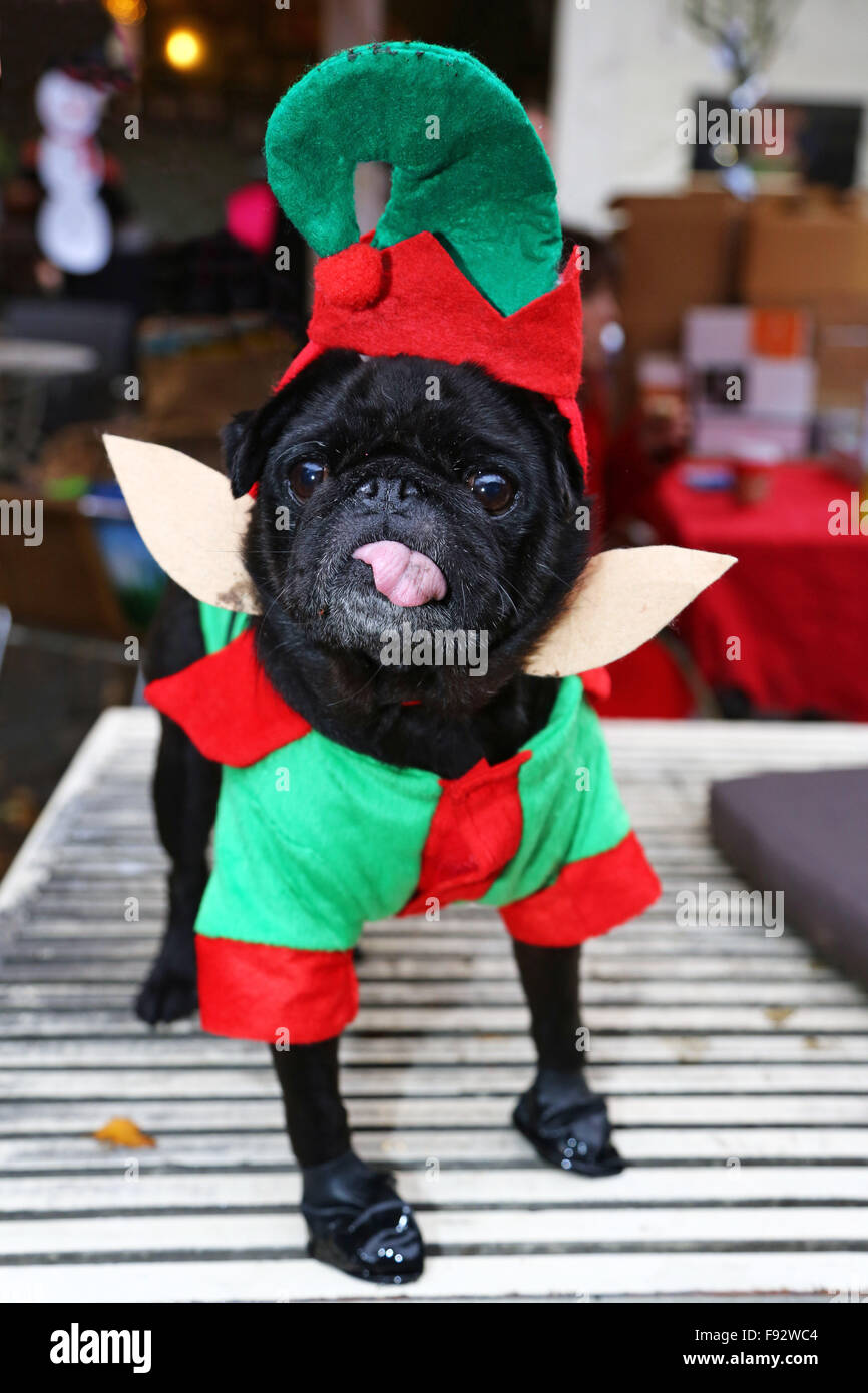 London, UK. 13. Dezember 2015. Minnie die Mops liebt ihr neues Outfit der Elf bei der alle Hunde Angelegenheit Santa Paws Weihnachtsmarkt wo Hunde in ihren feinsten Xmas-Kostümen im Garden Gate Pub Iin Hampstead Heath, London verkleidet. Die Messe wird jedes Jahr von der Nächstenliebe gehostet, die Häuser für Hunde findet. Schauspielerin Michelle Collins, der Schirmherr der Nächstenliebe ist, war auch bei der Veranstaltung mit ihrem Hund Humphrey. Bildnachweis: Paul Brown/Alamy Live-Nachrichten Stockfoto