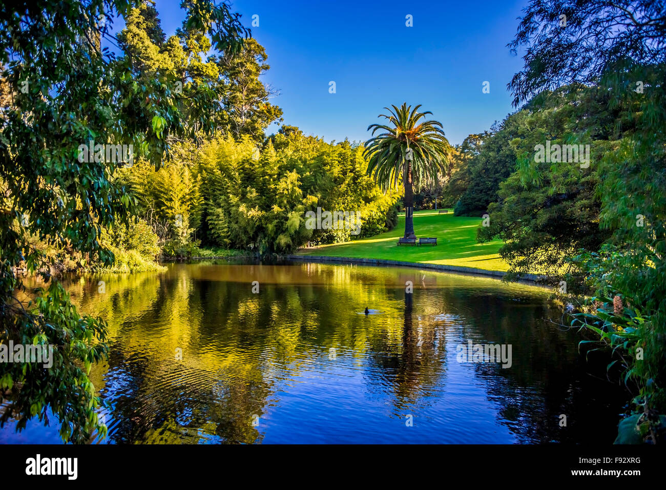 Wunderschöne Zierpflanze See, Royal Botanic Gardens, Melbourne Australien Stockfoto