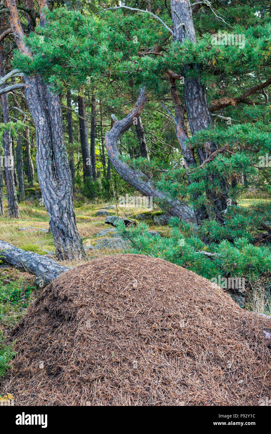 Ameisenhaufen im Pinienwald Stockfoto