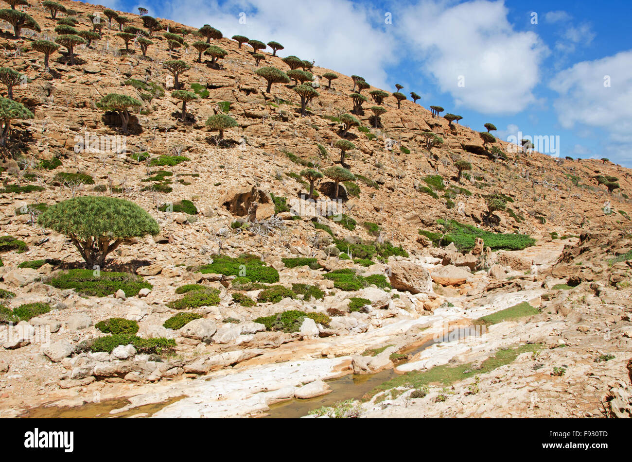 Das Naturschutzgebiet Homhil Plateau, Golf von Aden, Arabisches Meer, Socotra Island Jemen Nahost, Zentrum der einzigartigen Artenvielfalt Stockfoto