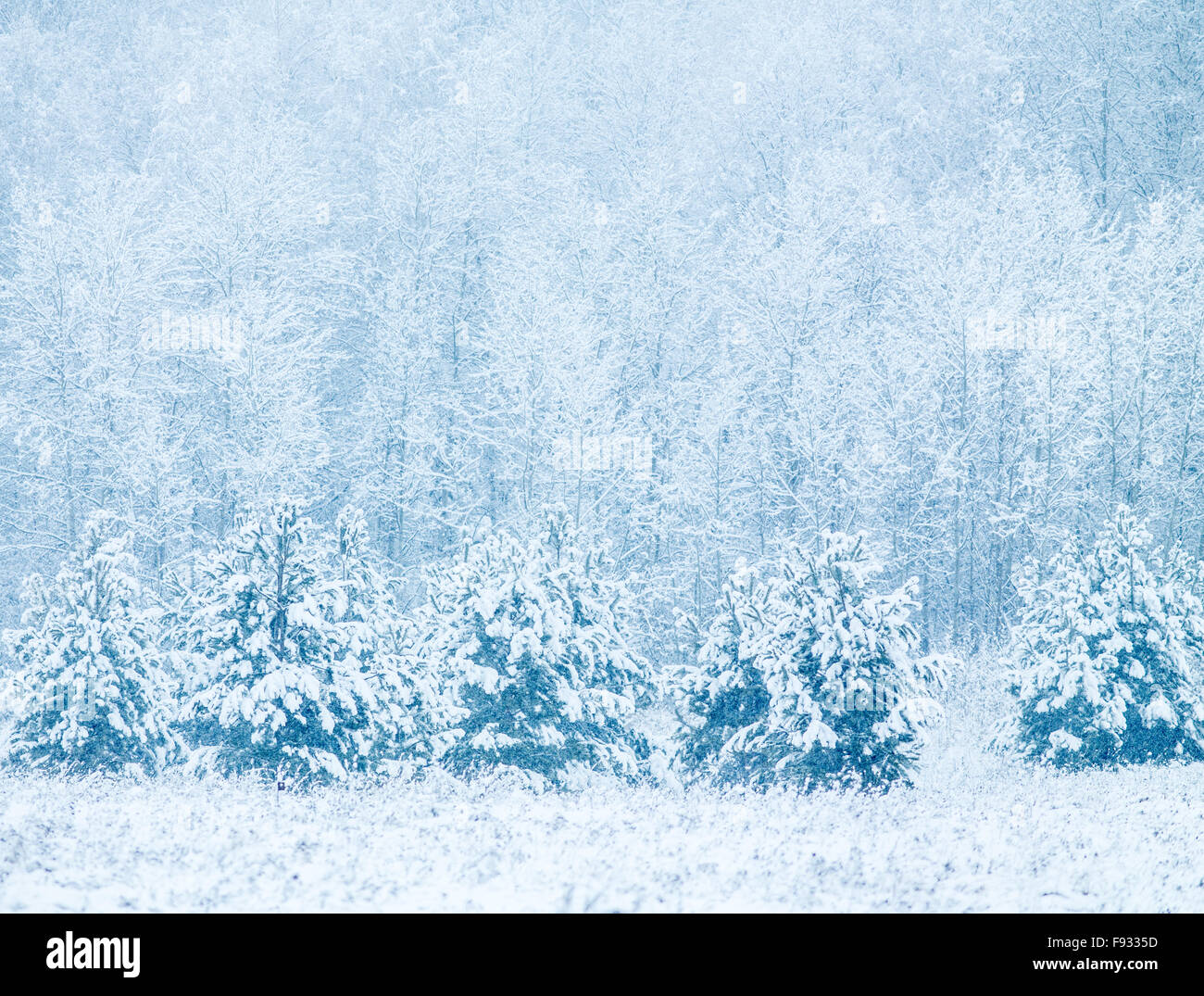 Winter Hintergrund mit Schneefall und Bäume Stockfoto