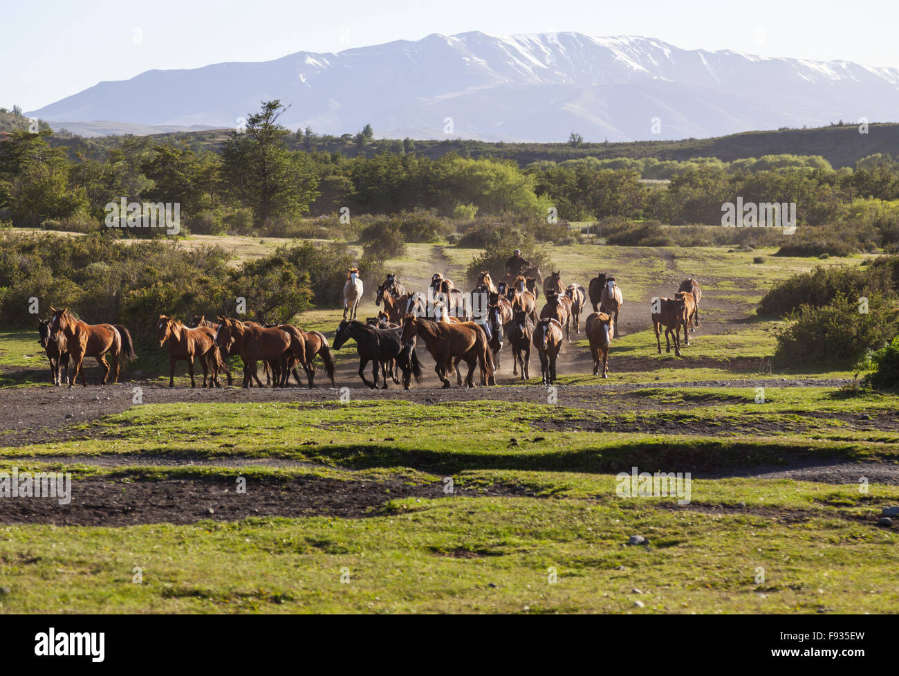 Pferde, Patagonien aufrunden Stockfoto