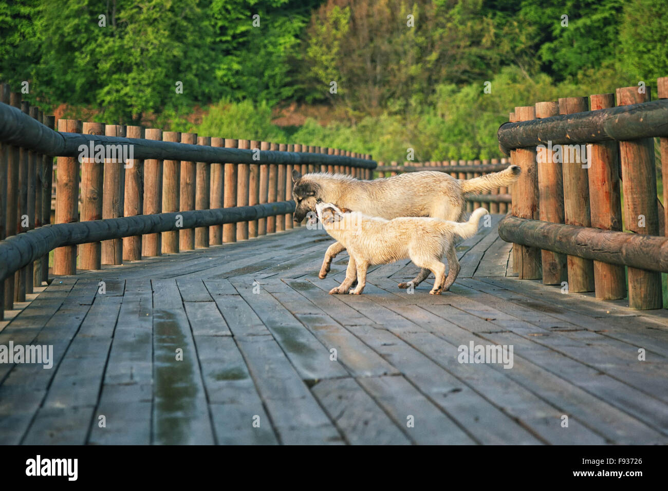 Hunde spielen zwei Hunde Spaß auf einem Steg über Marschland in der Türkei. Stockfoto