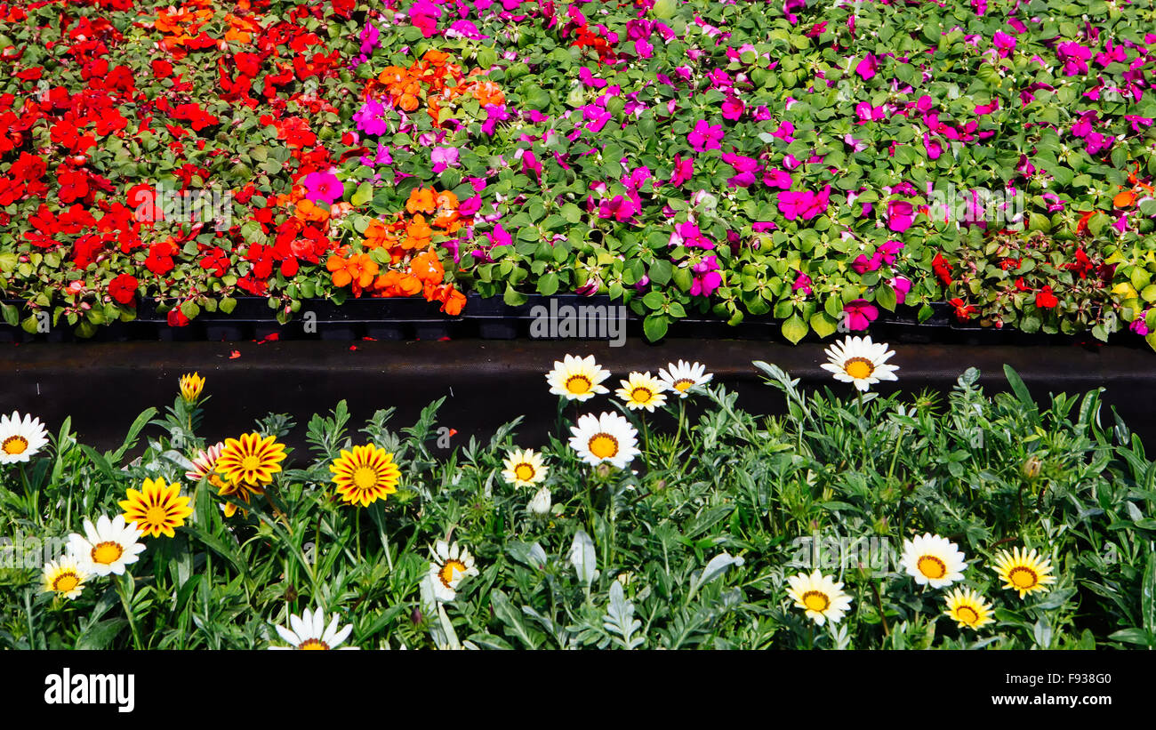 Gartenblumen zu verkaufen Fotos und Bildmaterial in hoher Auflösung