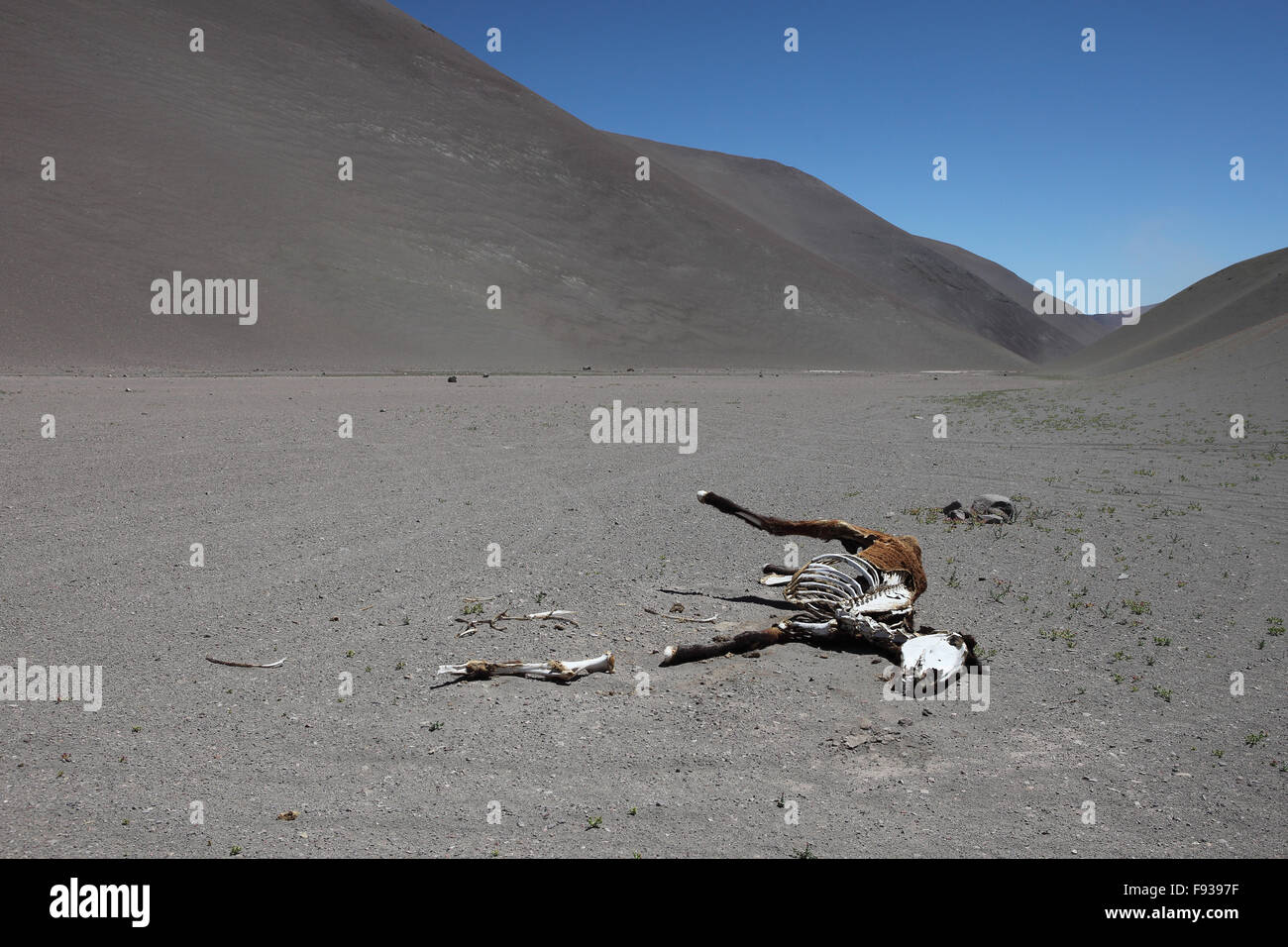 Leiche eines Pferdes in chilenischen Bergen. Toten verwesenden Tier im wüstenhaften Landschaft Stockfoto