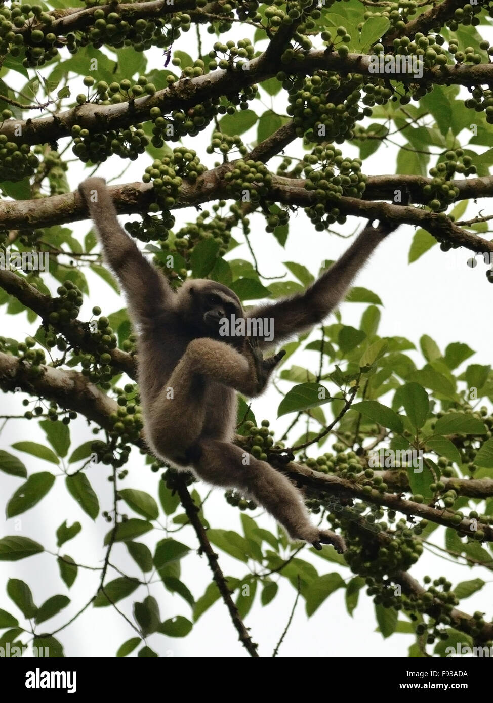Borneo Gibbon springen auf dem Baum Stockfoto