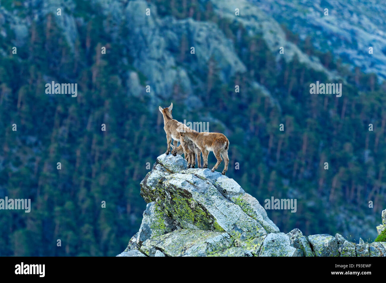 Eine Gruppe von jungen Ziegen Capra Pyrenaica, auf einem Gipfel der Felsen am Nationalpark Sierra de Guadarrama, Madrid, Spanien Stockfoto