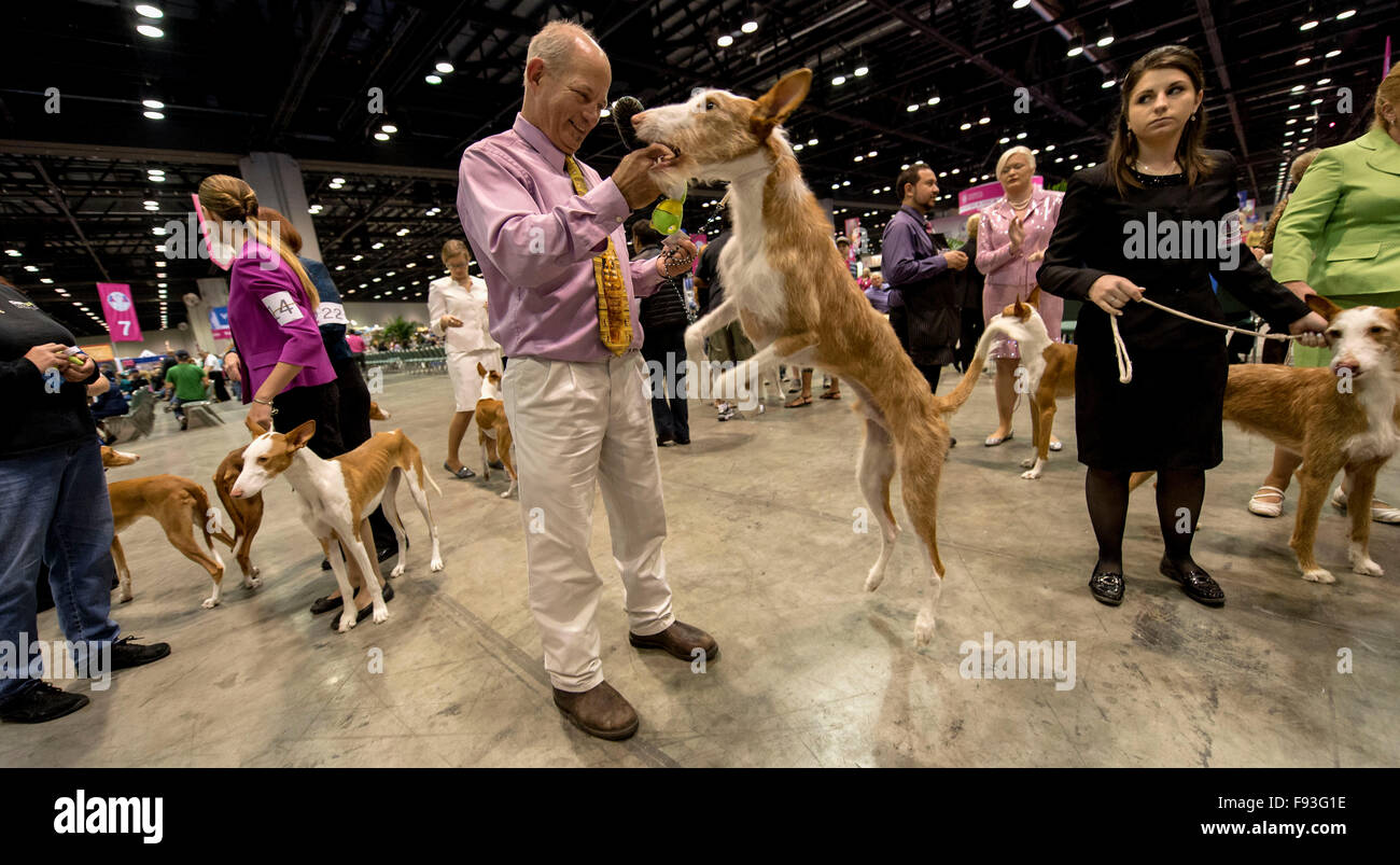 Orlando, Florida, USA. 12. Dezember 2015. Ibizenkischen Jagdhunde sind für ihre Konkurrenz AKC/Eukenuba Championships 2015 statt. Mit mehr als 6.100 Einträgen handelt es sich um die größte Hundeausstellung in den Vereinigten Staaten in den letzten 20 Jahren statt. © Brian Cahn/ZUMA Draht/Alamy Live-Nachrichten Stockfoto