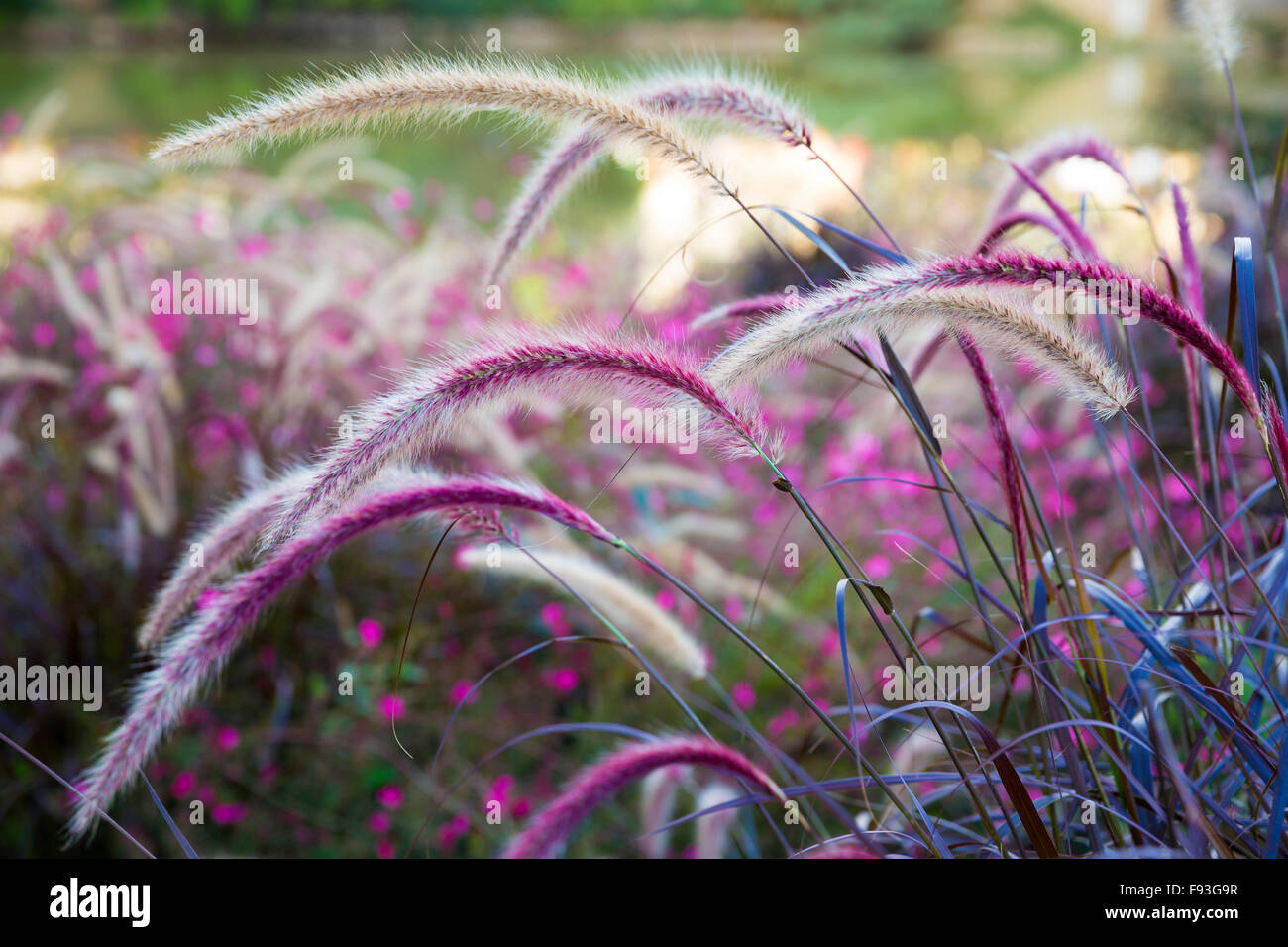 Wildgras Setaria wiegen sich im Wind mit wunderschöner Natur Hintergrund Stockfoto