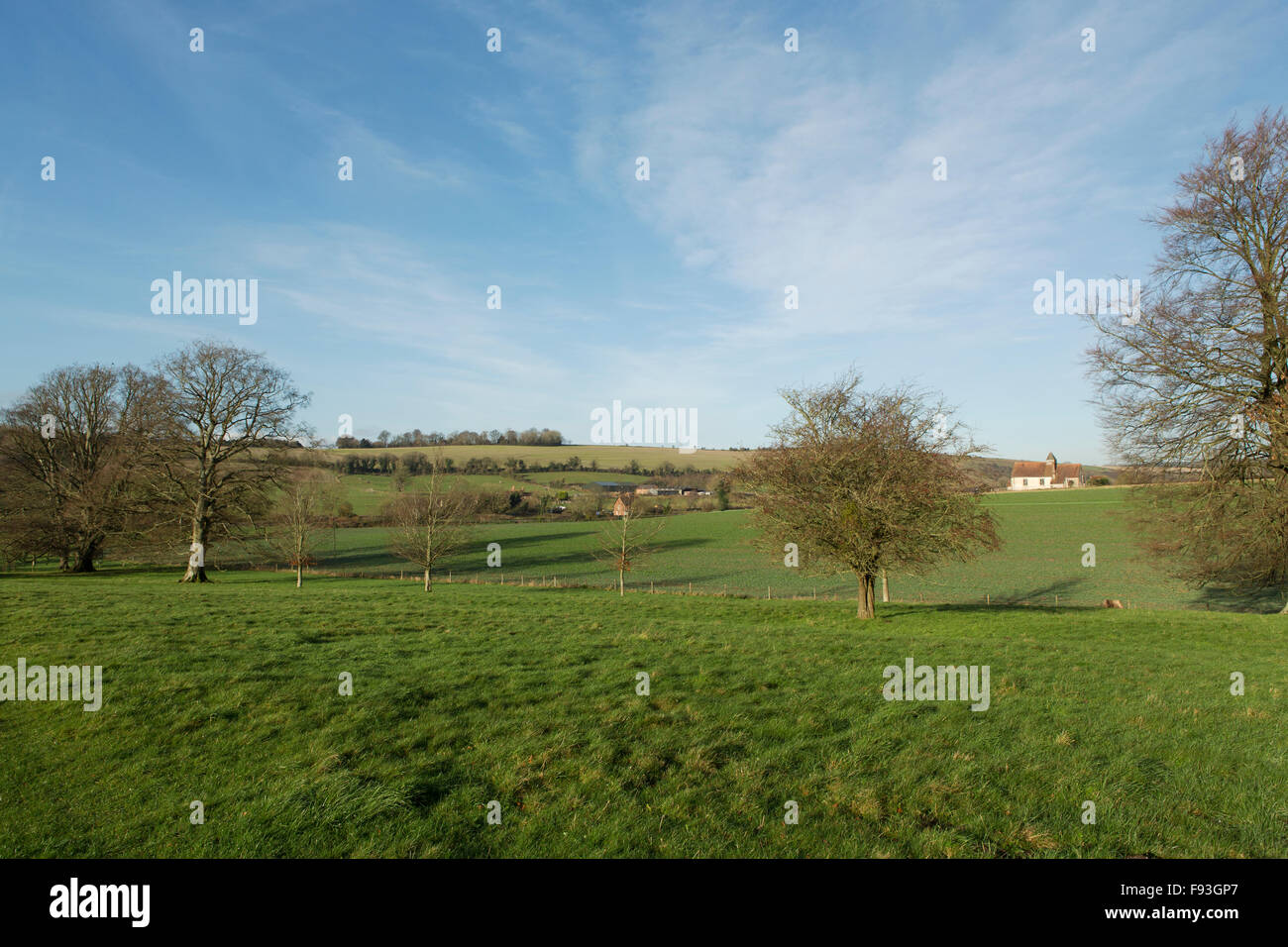 Eine hügelige Landschaft in der Hampshire Downs. Reihe von blattlosen Bäume im Vordergrund. Stockfoto