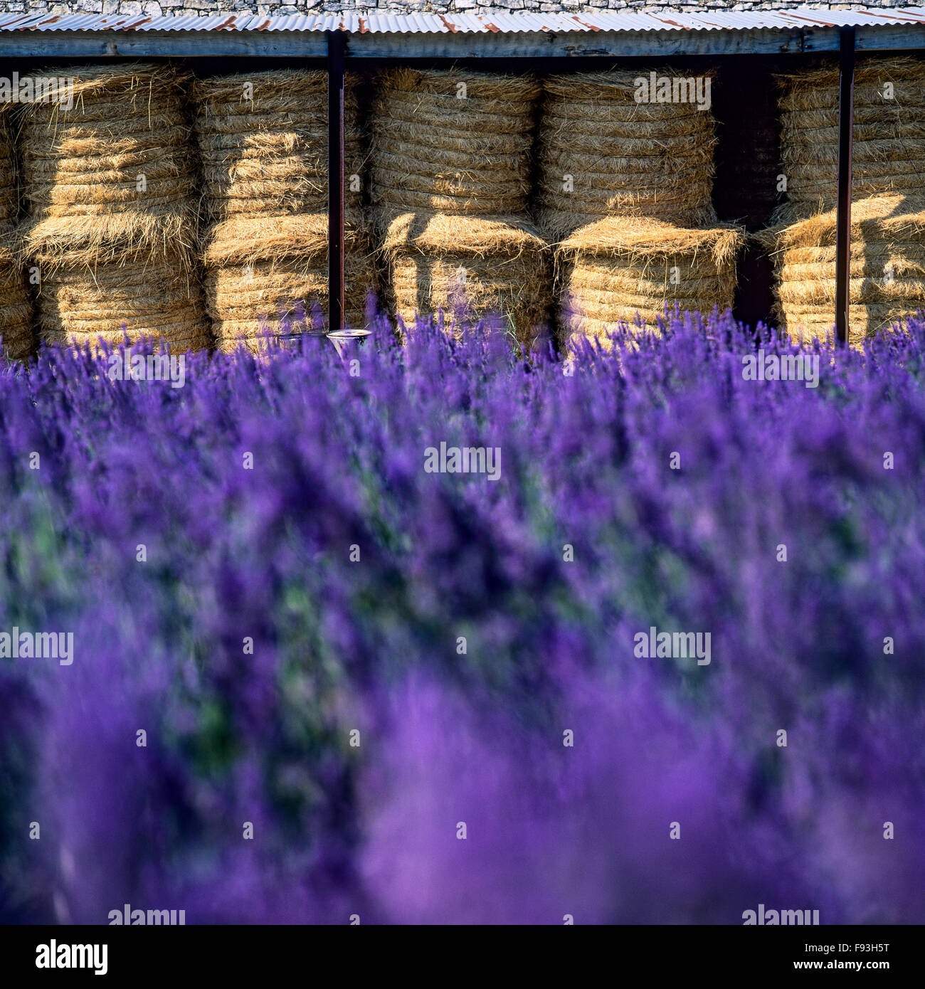 Gestapelte Weizenstroh Ballen, blühende Lavendelfeld, Vaucluse, Provence, Frankreich Stockfoto