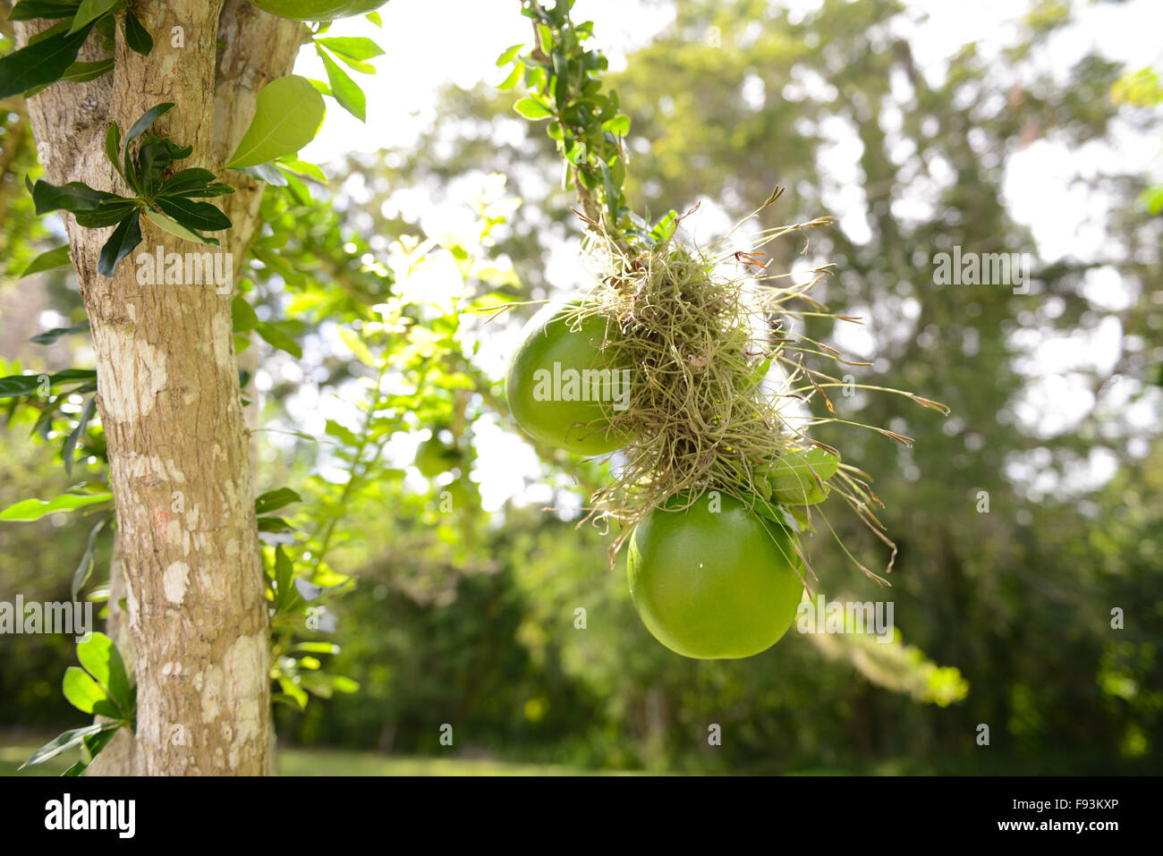 Äste eines Baumes der Kalebasse mit ein paar Früchte, die von ihm in der Tibes Eingeborene zeremonielle Mitte zu hängen. Ponce, Puerto Rico. Stockfoto