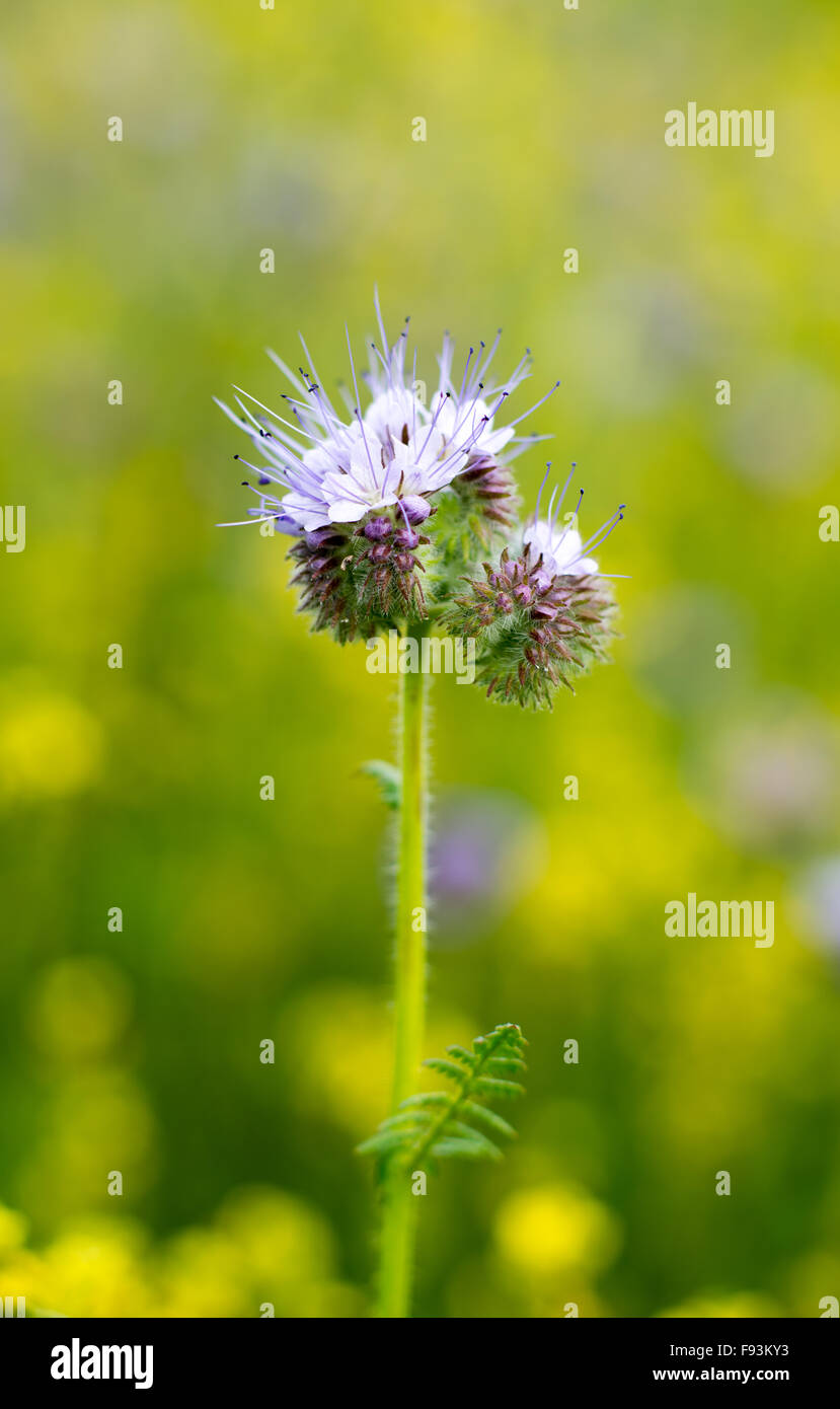 Eine Nahaufnahme der Phacelia Tanacetifolia, Isoalted vor dem Hintergrund der gelben Raps in einem Feld von Kent. Stockfoto