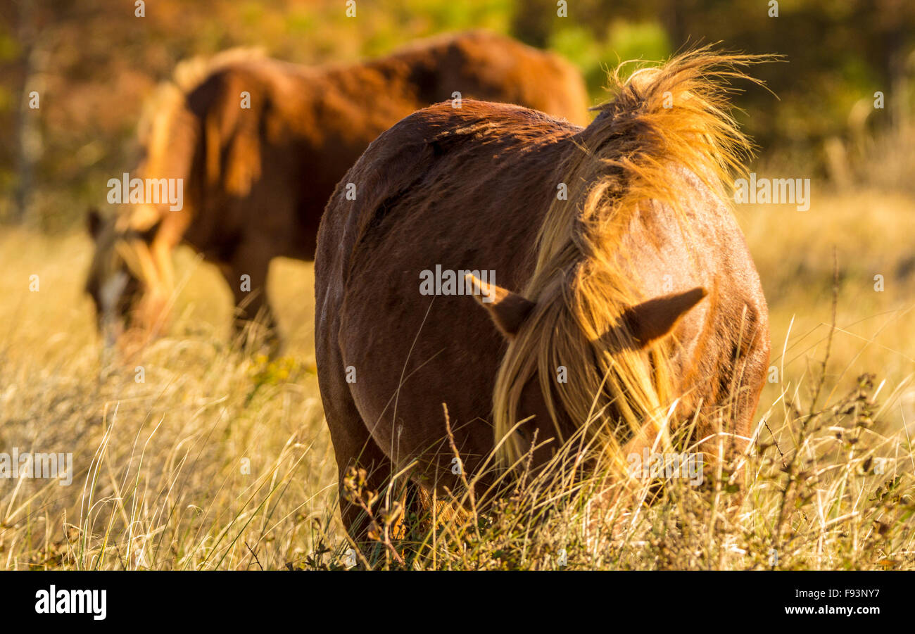 Wilden Ponys von Assateague Island Stockfoto